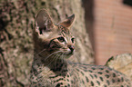 Savannah kitten portrait