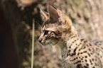 Savannah kitten portrait