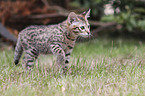 walking Savannah kitten