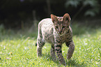 walking Savannah