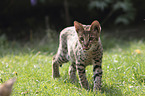 walking Savannah