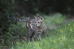 standing Savannah