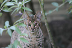 Savannah