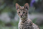 Savannah portrait