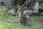 sitting Savannah