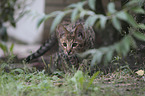 walking Savannah