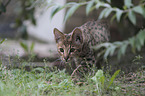 walking Savannah