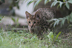 walking Savannah