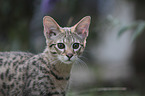 Savannah portrait
