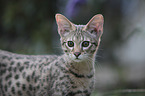 Savannah