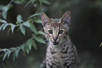 Savannah portrait
