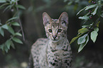 Savannah