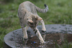 playing Savannah
