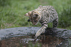 standing Savannah