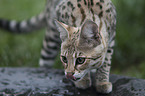 standing Savannah