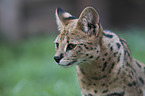 Savannah portrait