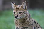 Savannah portrait