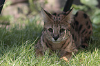 lying Savannah