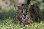 lying Savannah