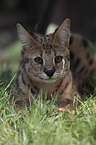 lying Savannah
