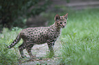 standing Savannah