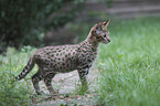 standing Savannah