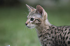 Savannah portrait