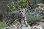 standing Savannah