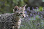 Savannah