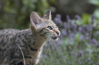 Savannah