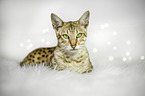 lying Savannah