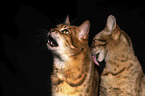 Savannah in front of black background