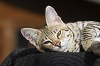 Savannah F2 Generation