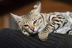 Savannah F2 Generation