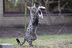 Savannah F1 Generation