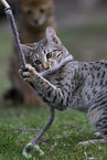 Savannah F2 Generation