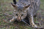 Savannah F2 Generation