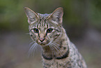 Savannah F2 Generation