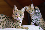 Savannah F1 Generation
