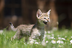Savannah F2 Generation
