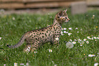 Savannah F2 Generation