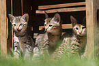 Savannah F2 Generation