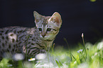 Savannah Kitten