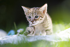 Savannah Kitten