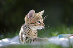 Savannah Kitten