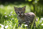 Savannah Kitten