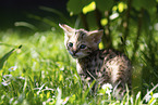 Savannah Kitten