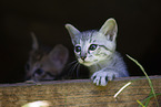 Savannah Kitten