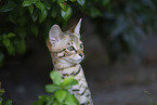 Savannah Kitten