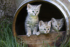 Savannah Kitten